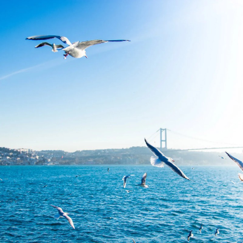 Deal Istanbul Bosphorus Sightseeing Cruises and Tour photo 3