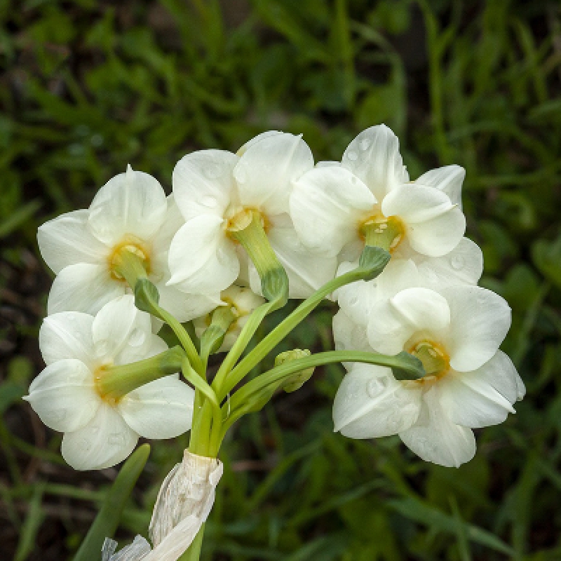 Daily Daffodil Collection Tour photo 3