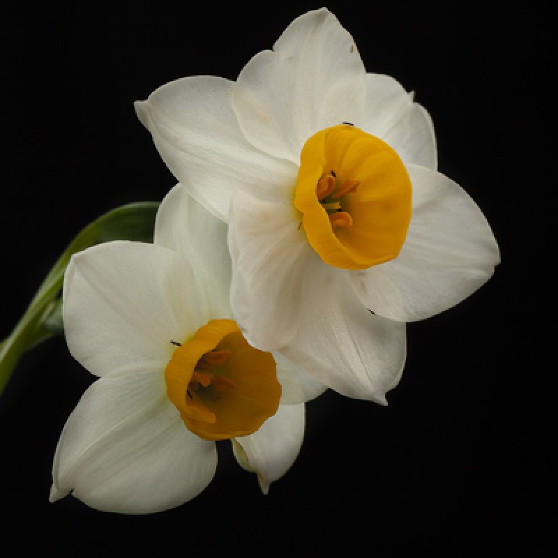 Daily Daffodil Collection Tour photo 4