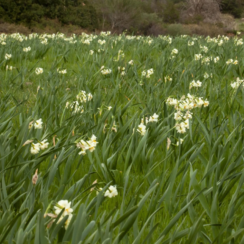 Daily Daffodil Collection Tour photo 5