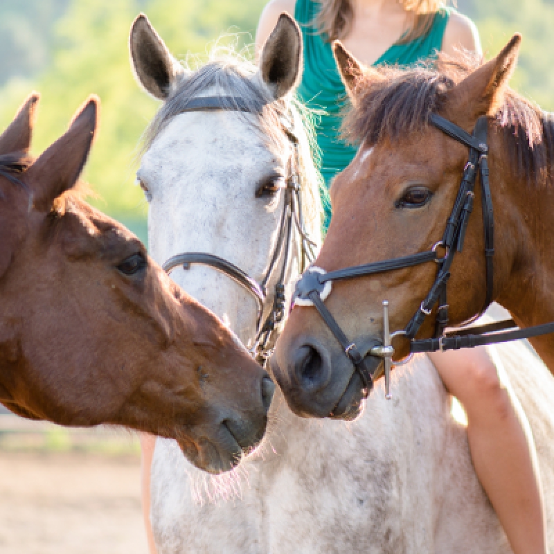 5 Days Horse Riding Package Istanbul Tour photo 5