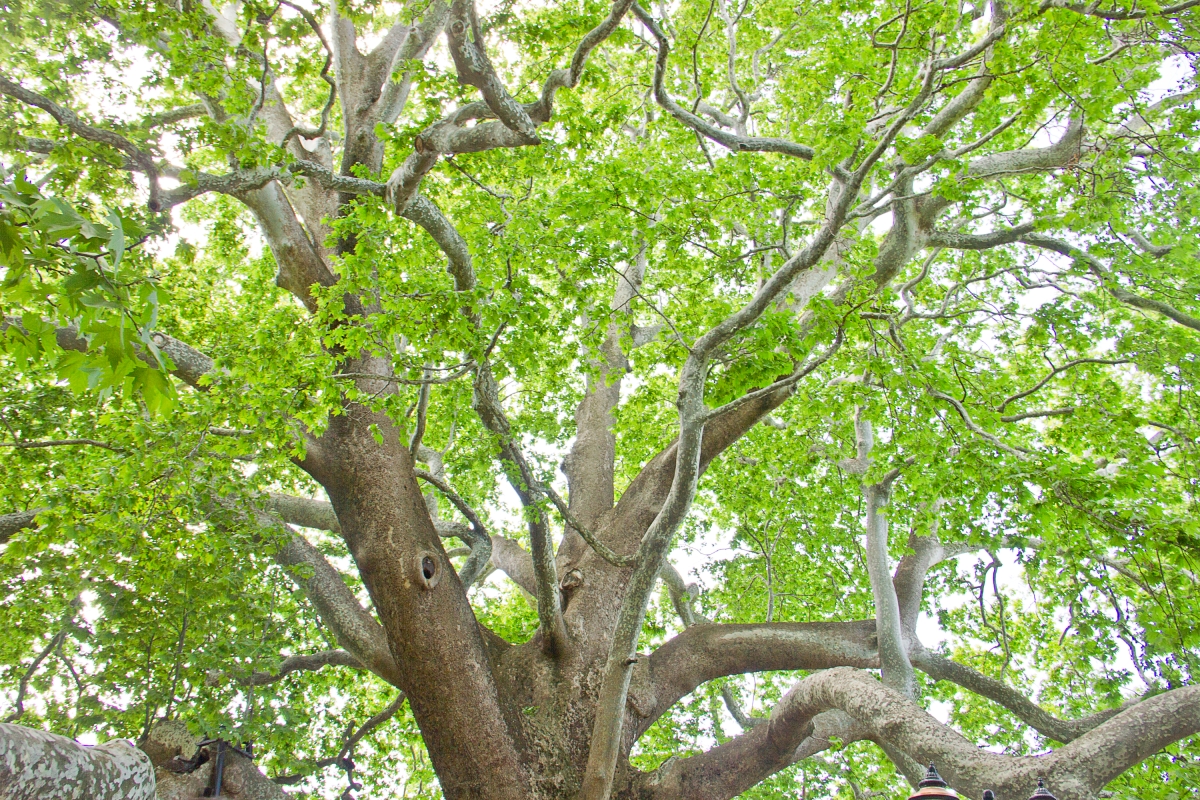 Daily Green Bursa Tour from Istanbul – Explore Historical & Cultural Highlights in a Day photo 2