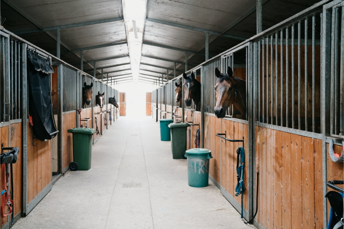 Daily Istanbul Horse Safari Tour photo 4