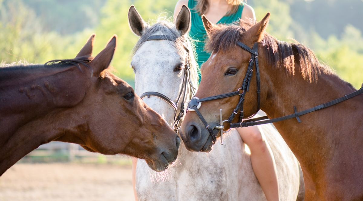 Daily Istanbul Horse Safari Tour photo 6