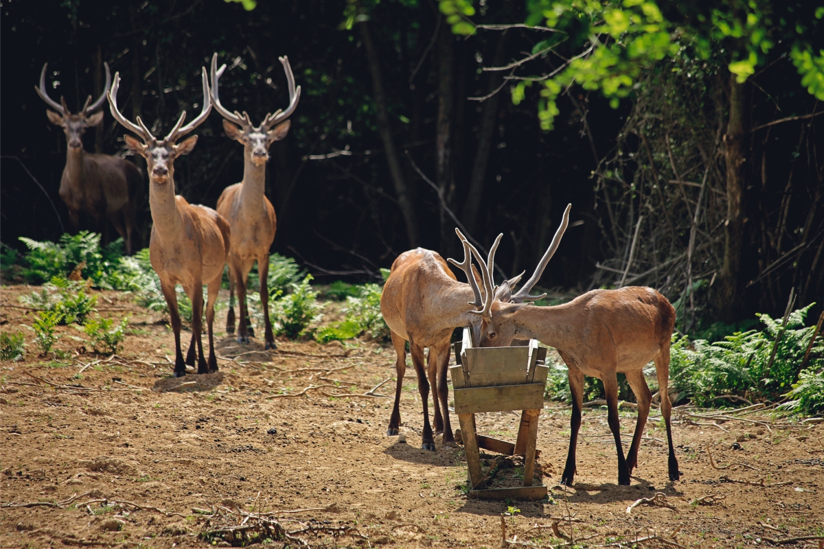 Polonezköy Village Day Tour – Nature, History & Traditional Turkish-Polish Culture photo 5