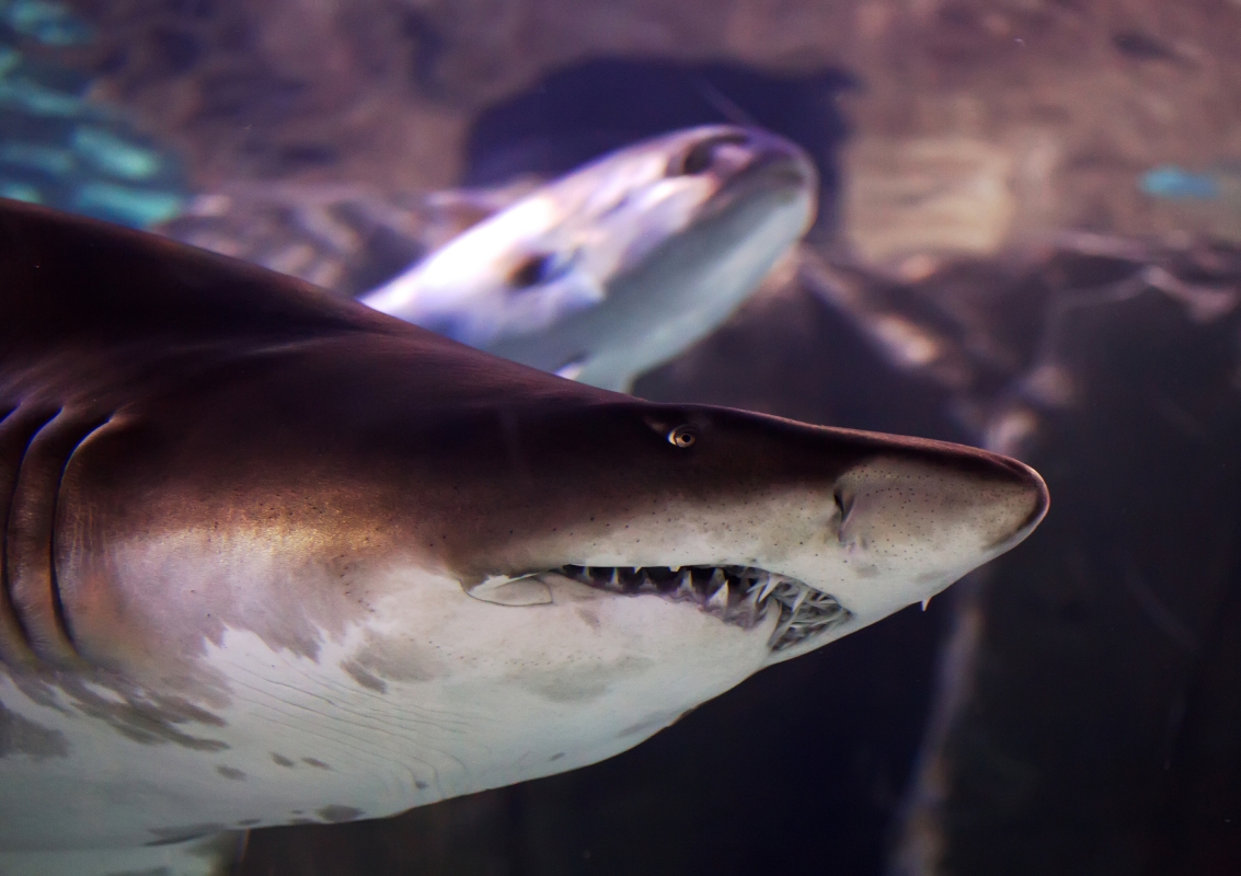 Aquarium & Aqua Florya Shopping Mall Tour Istanbul – Family-Friendly Marine Adventure photo 6