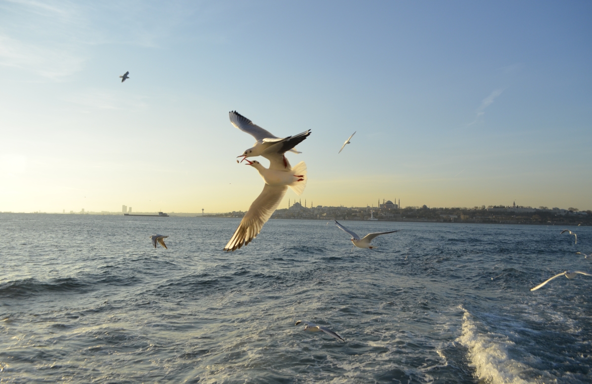 Bosphorus & Princes’ Islands Private Yacht Tour – Full-Day Istanbul Cruise photo 10