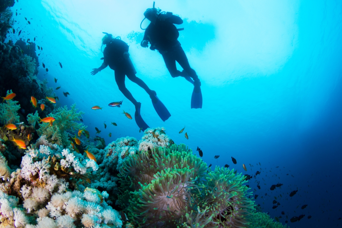 Daily Scuba Diving Tour in Fethiye – Explore the Crystal Clear Waters of the Mediterranean photo 8