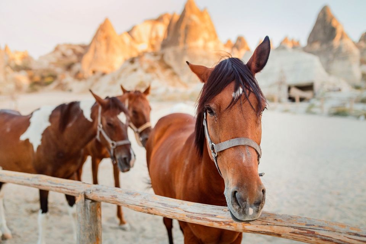 Cappadocia Horseback Riding with Sunrise Or Sunset Option photo 4