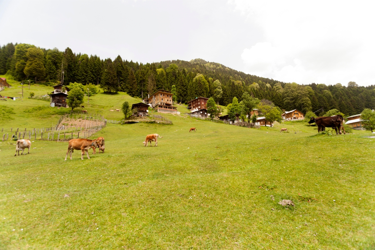 19 Day Istanbul and Black Sea Trabzon Package Tour photo 3
