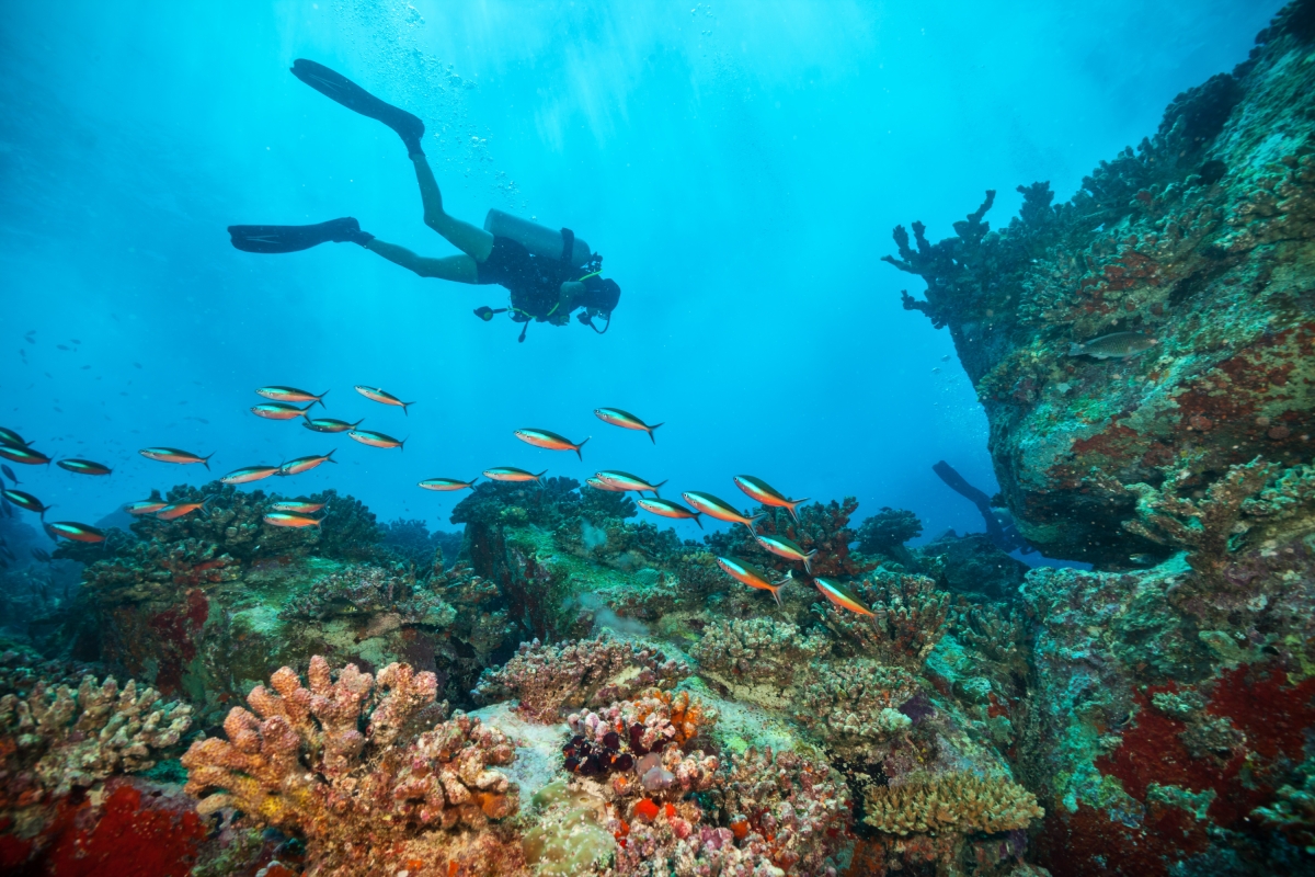 Daily Cesme Scuba Diving Tour photo 10