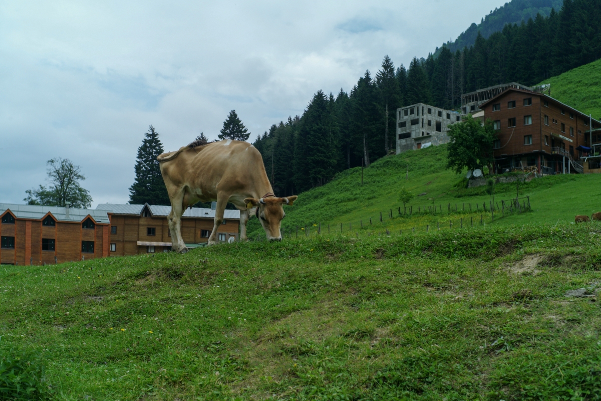 Eastern Black Sea Tour, 6 Days Starts from Trabzon photo 2