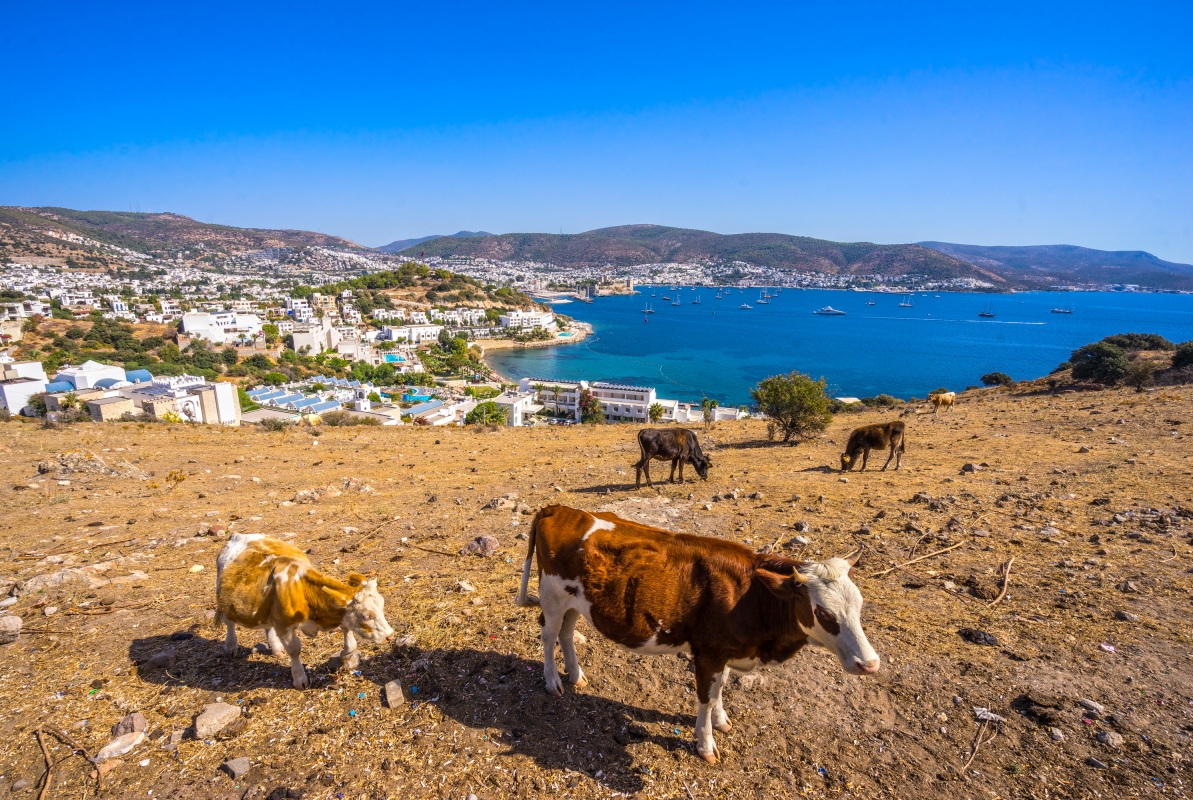 6 Days Bodrum Aegean Dream Vacation photo 5