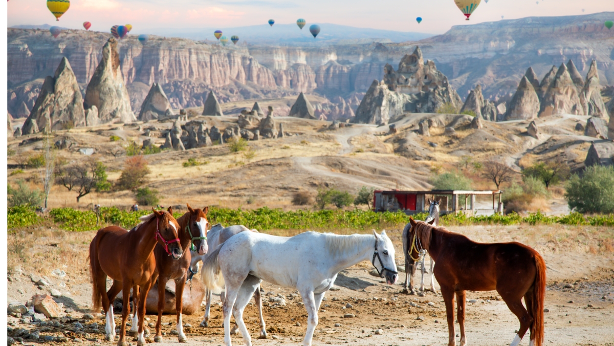11 Day Turkey Local Tour Packages photo 2