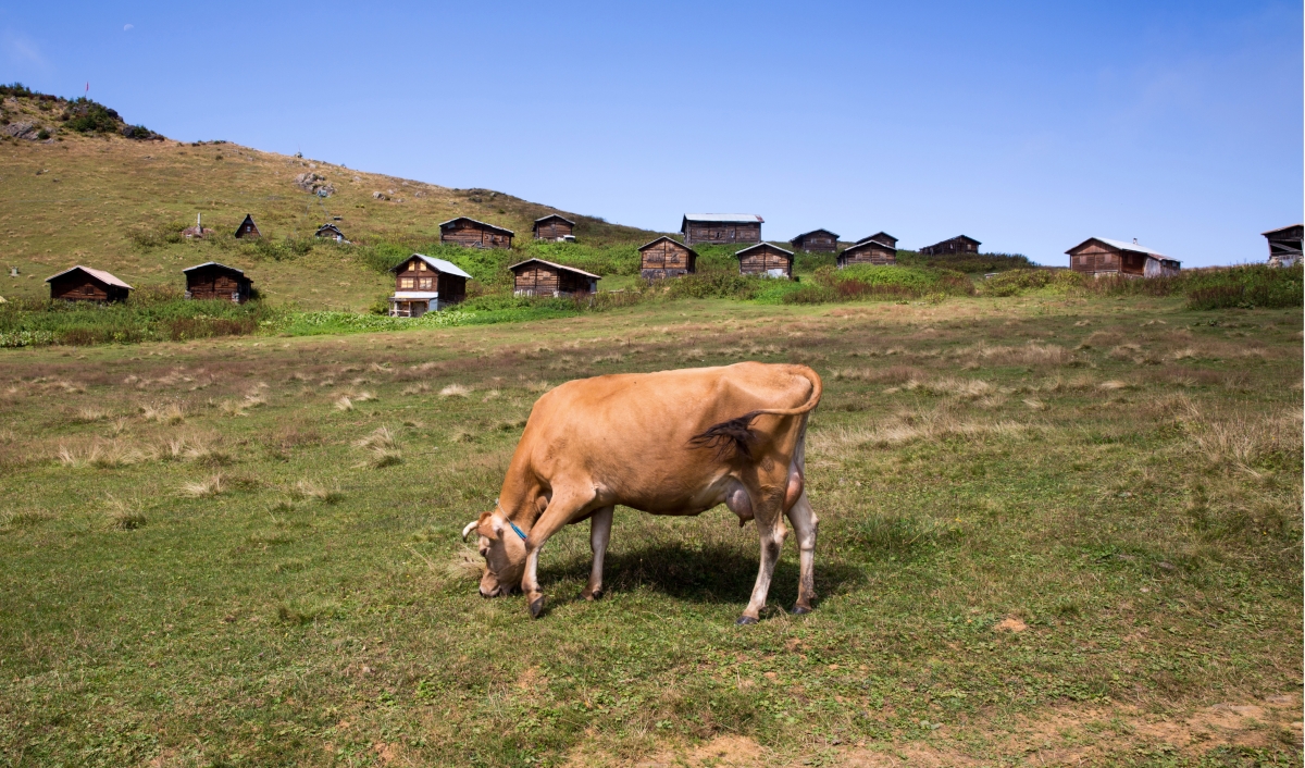 4 Days Eastern Black Sea Trabzon Tour photo 9