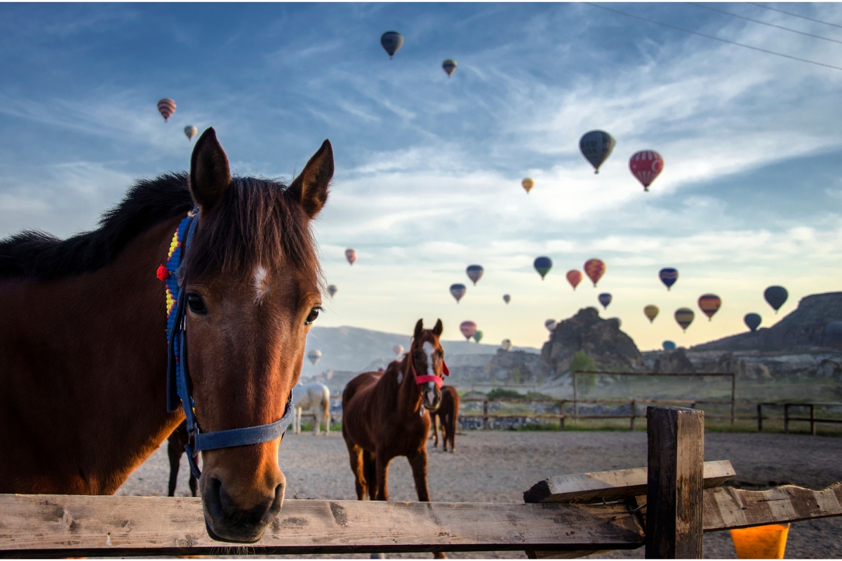 8 Days Turkey Cappadocia City Big Sky Tour photo 3