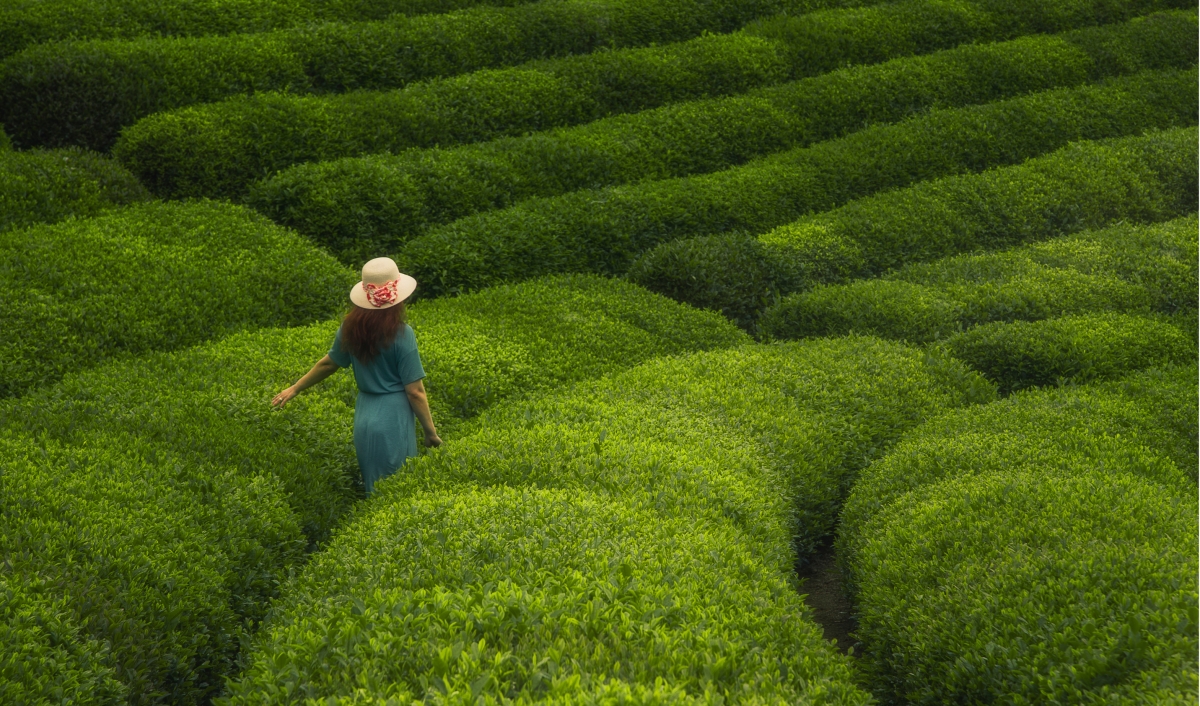 Journey To Green Paradise 12 Days Trabzon & Uzungol & Bursa & Istanbul Tour Package photo 5