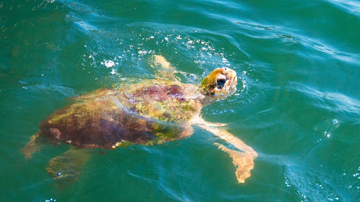 Dalyan Moonlight Lake Cruise – Sunset, BBQ & Starry Night Swim photo 8