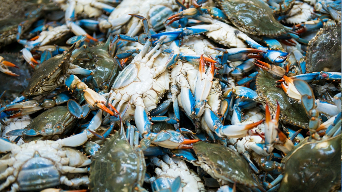 Daily Turkish Cooking Class from Dalyan – Blue Crabs, Tarhana & Zucchini Flowers photo 2