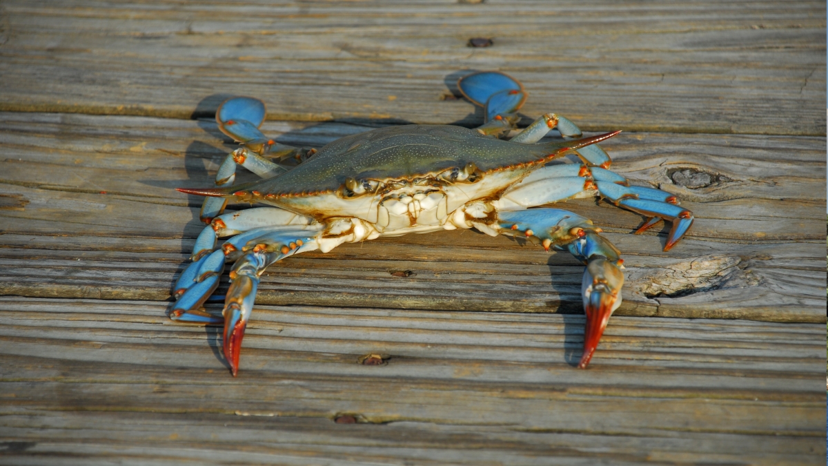 Daily Turkish Cooking Class from Dalyan – Blue Crabs, Tarhana & Zucchini Flowers photo 7