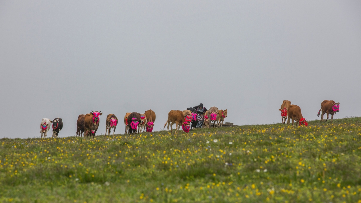 8 Day Black Sea Discovery Tour from Trabzon | Ayder, Uzungöl, Sumela & Highlands photo 2