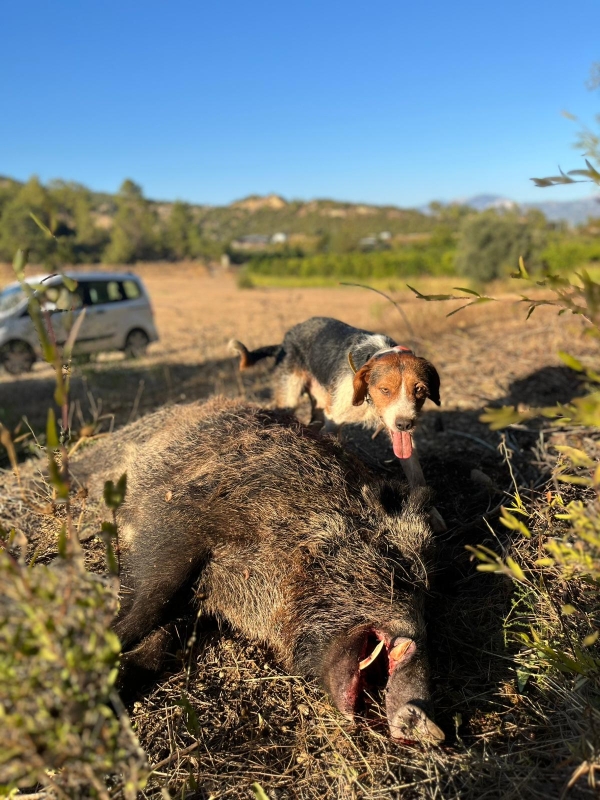 Driven Hunt and Night Hunt in Antalya 6 Day photo 4