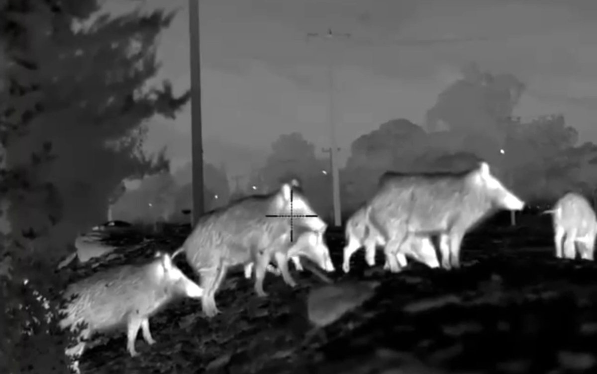 Giant Tusker Wild Boar Night Stand Hunt – 5 Days photo 2