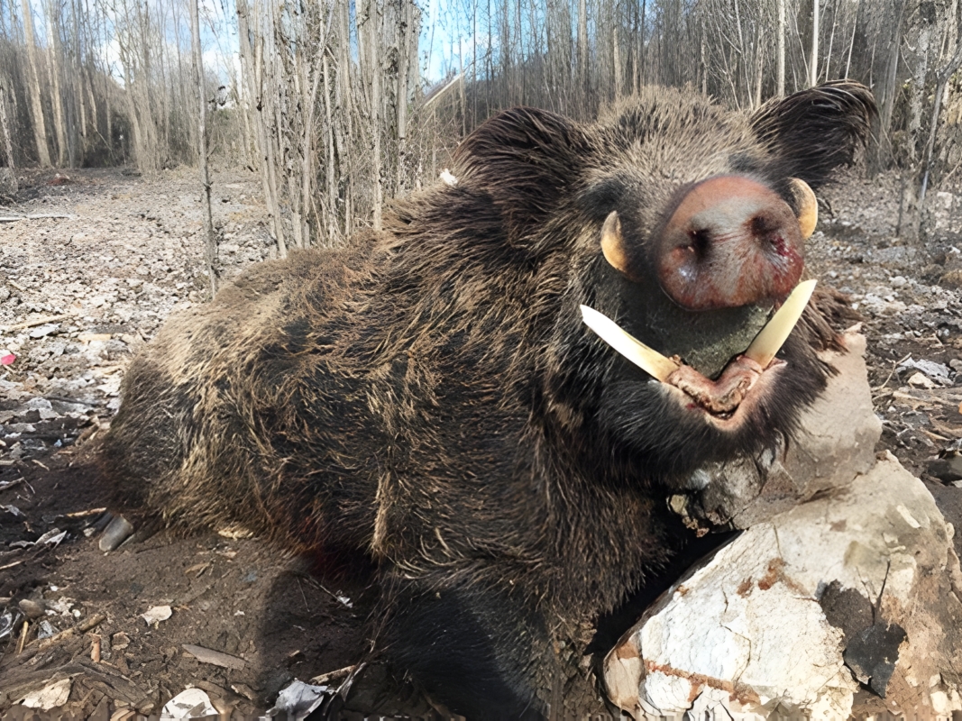 Giant Tusker Wild Boar Night Stand Hunt – 5 Days photo 4