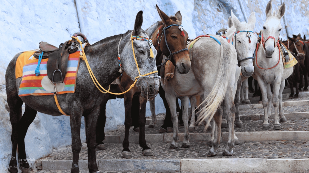 8 Day Greece & Turkey Highlights Tour: Athens, Santorini & Istanbul Package photo 6