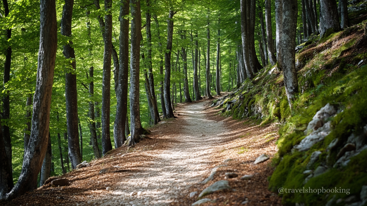 Istanbul Belgrad Forest Hiking & Trekking Tour with Local Hikers photo 9