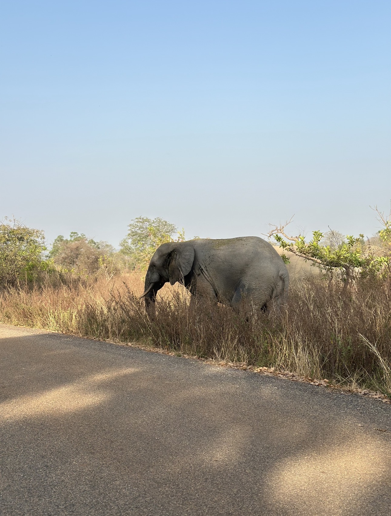 Why Mole National Park Should Be on Every Ghana Itinerary