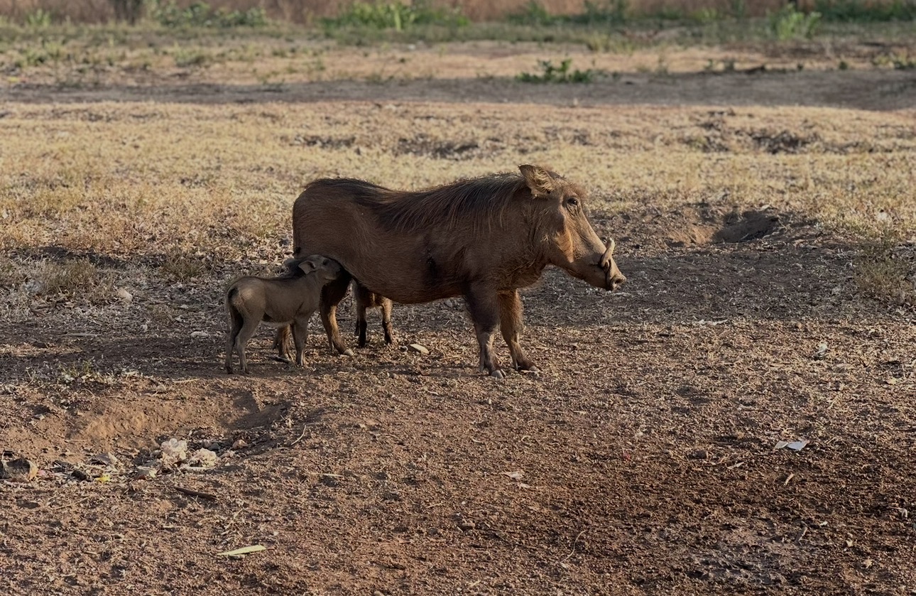 The Wildlife I Spotted at Mole National Park