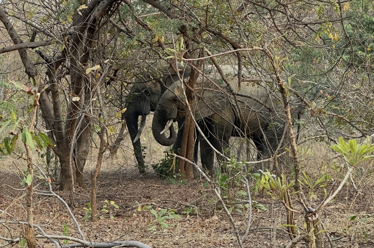 Why Mole National Park is Perfect for First-Time Safari Goers