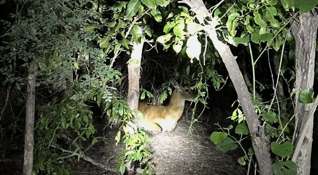 The Best Part of Mole National Park Isn’t Just the Animals
