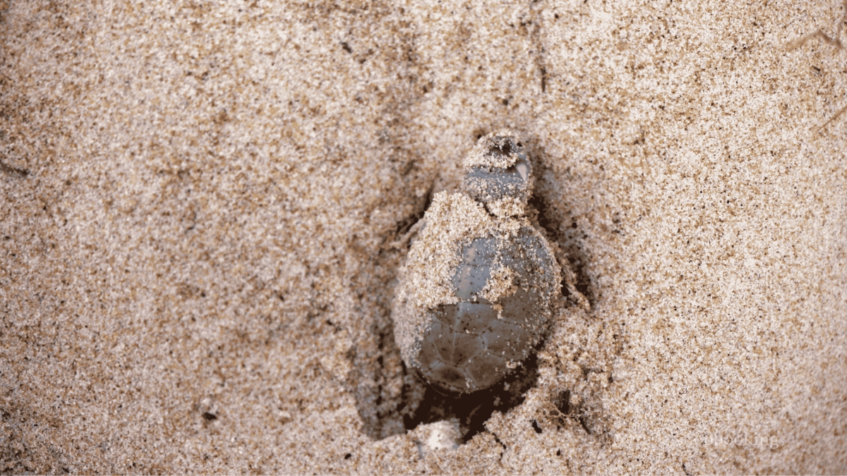 Daily Dalyan Turtle Clinic, Mud Baths & İztuzu Beach Tour from Muğla photo 7