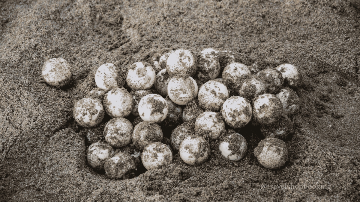 Daily Dalyan Turtle Clinic, Mud Baths & İztuzu Beach Tour from Muğla photo 8