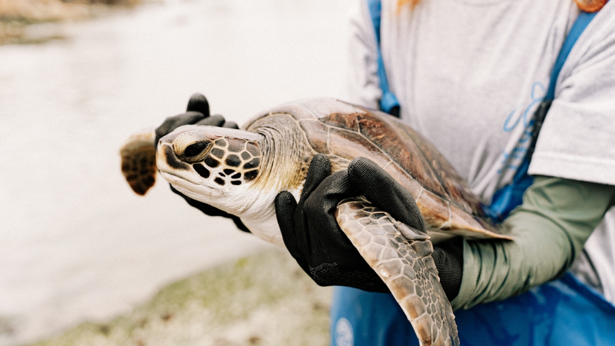 Daily Dalyan Turtle Clinic, Mud Baths & İztuzu Beach Tour from Muğla photo 3