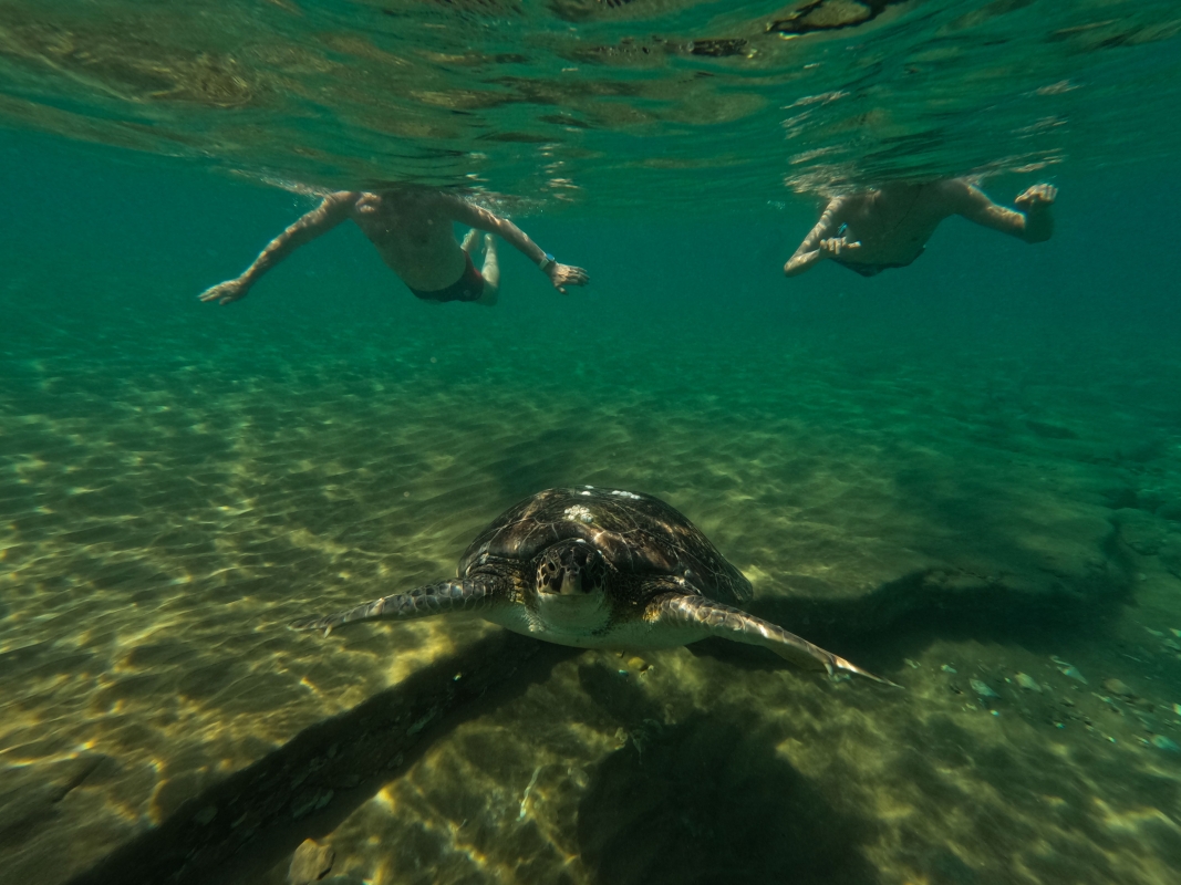 Daily Dalyan Turtle Clinic, Mud Baths & İztuzu Beach Tour from Muğla photo 1