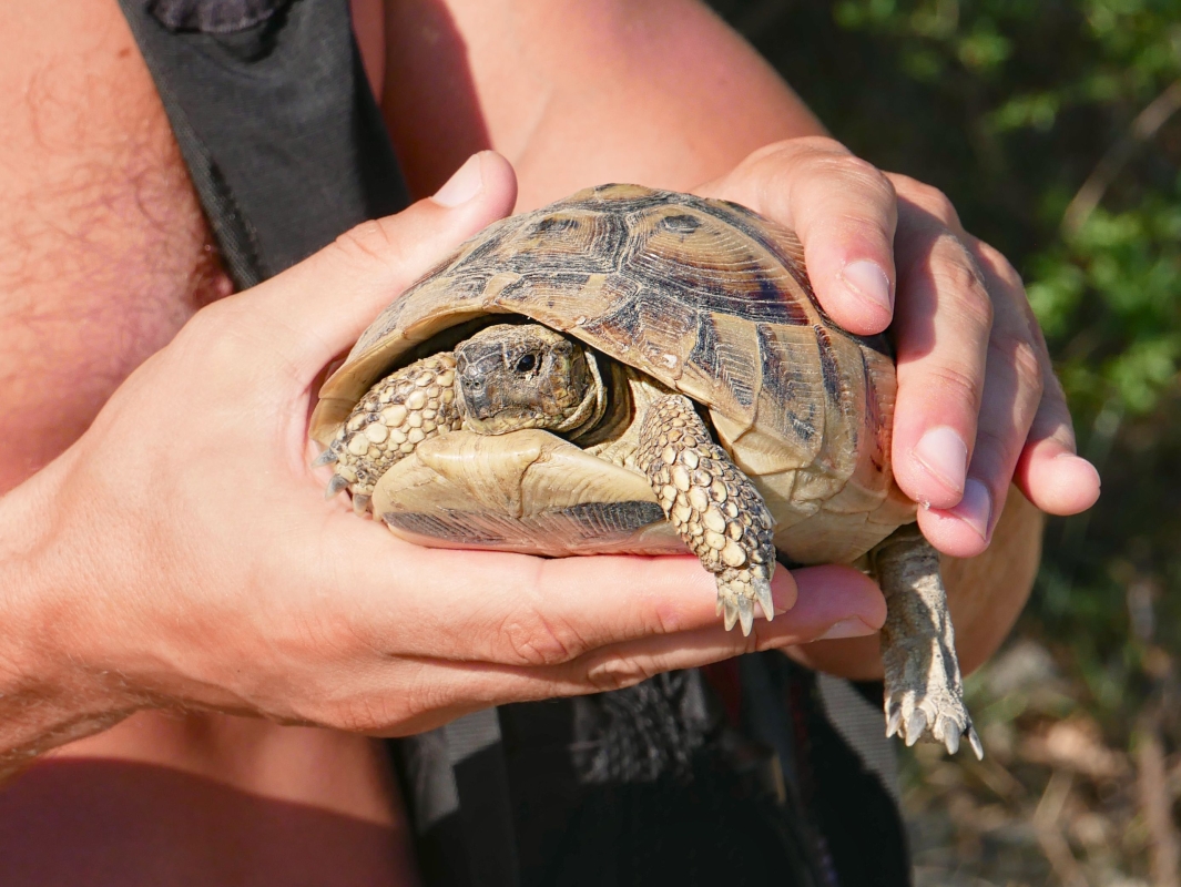 Daily Dalyan Turtle Clinic, Mud Baths & İztuzu Beach Tour from Muğla photo 6