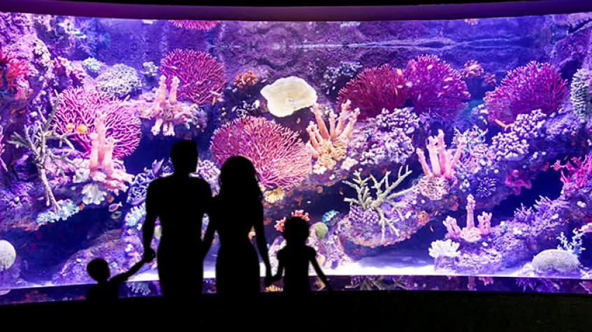 Antalya Aquarium Tour – Skip the Line & Explore the World’s Longest Tunnel Aquarium photo 1