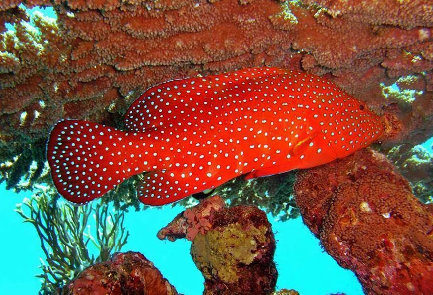 Antalya Aquarium Tour – Skip the Line & Explore the World’s Longest Tunnel Aquarium photo 3