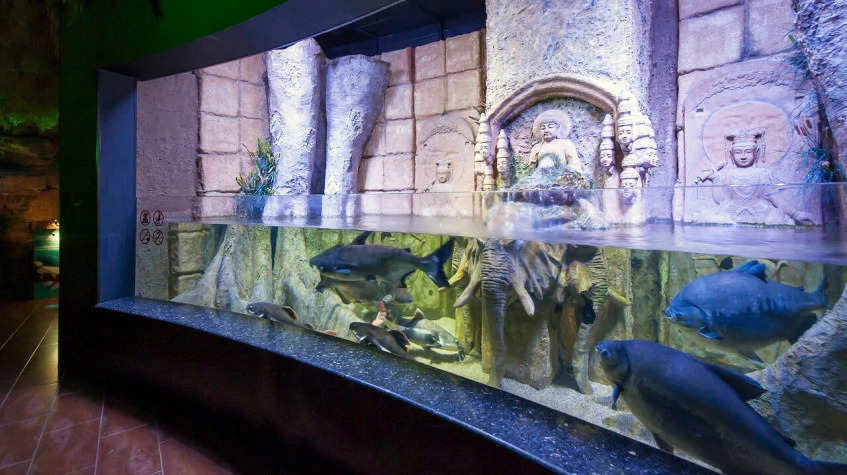 Antalya Aquarium Tour – Skip the Line & Explore the World’s Longest Tunnel Aquarium photo 6