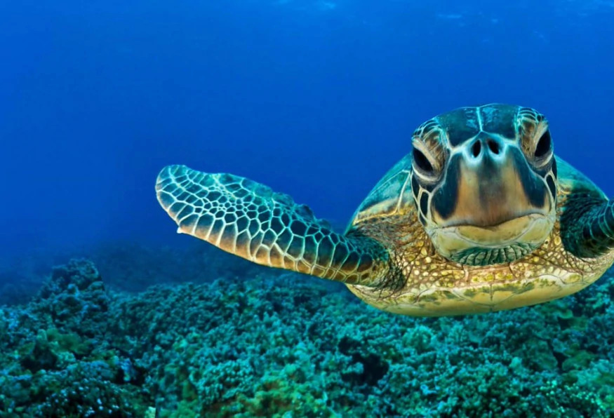 Daily Alanya Diving in the Mediterranean Sea Tour photo 6