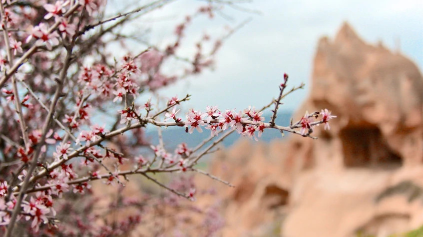 Daily Photo Safari Cappadocia Tour from Kayseri photo 3