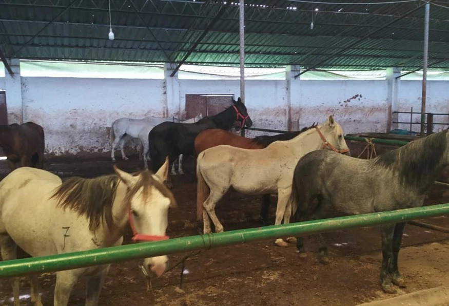Daily Kastamonu Daday Horse Farm Tour photo 11