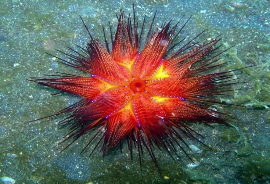 Daily Diving from Kemer Tour photo 4