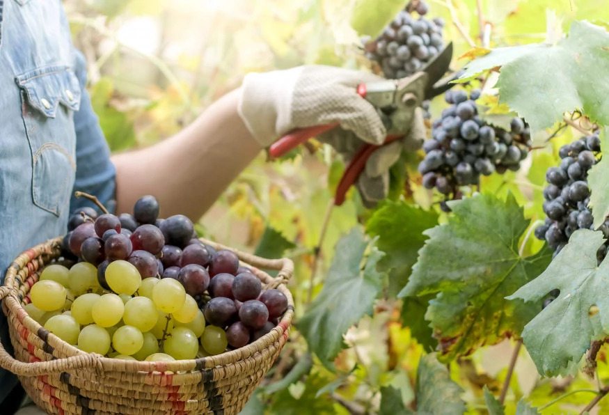 Cappadocia Grape Harvest Tour photo 1