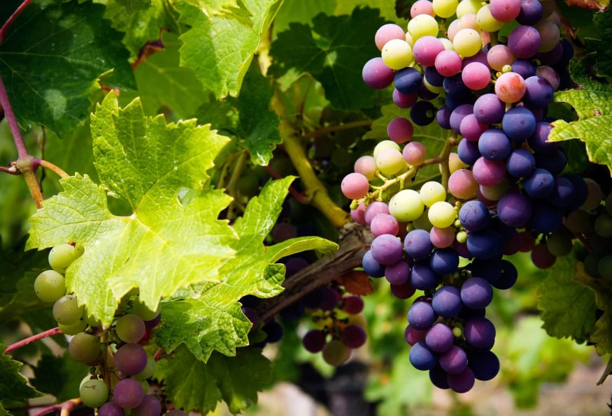 Cappadocia Grape Harvest Tour photo 2