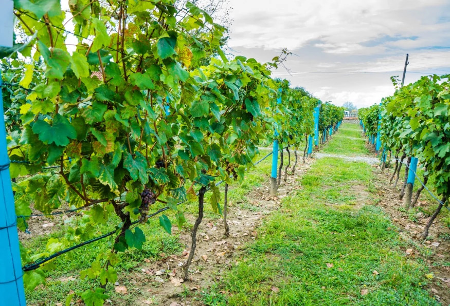 Cappadocia Grape Harvest Tour photo 3