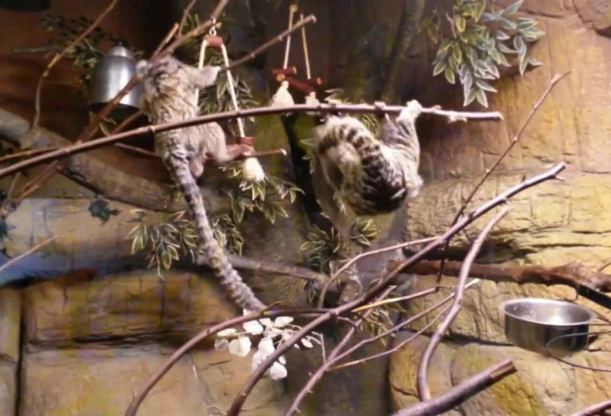 Daily Jungle Park Tour Istanbul – Family Adventure & Wildlife Experience photo 2